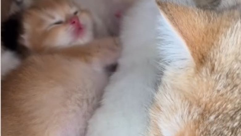 Kitty Chronicles: A Hilarious Tale of a Cat and Her Comically Adorable Kittens!