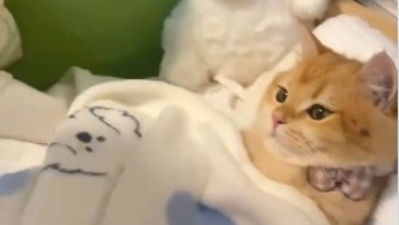 Kneading Bread Cat-tastrophe: Hilarious Feline Attempts Culinary Career With Pawsitively Funny Results!