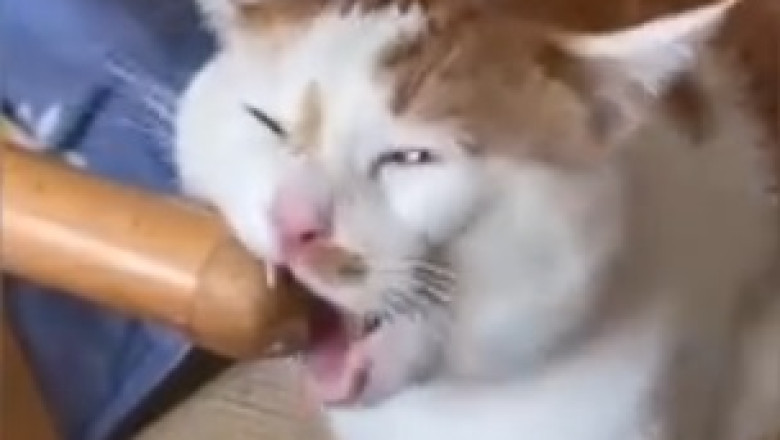 Laugh Out Loud: Hilarious Cats That Will Leave You in Stitches!