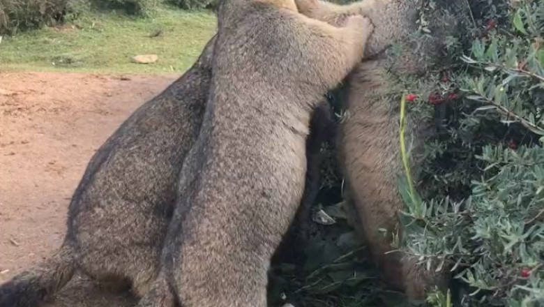 Marmot's Hygiene Hilarity: Watch as a Shower-Loving Rodent Turns Bath Time into a Splashy Comedy Show!