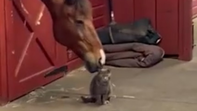 Medicine Mischief: Hilarious Horse Attempts to Take Their Daily Dose in the Most Unconventional Ways!