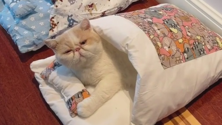 Meow-ssage Delivery: The Hilarious Tale of a Feline's Communication Skills!