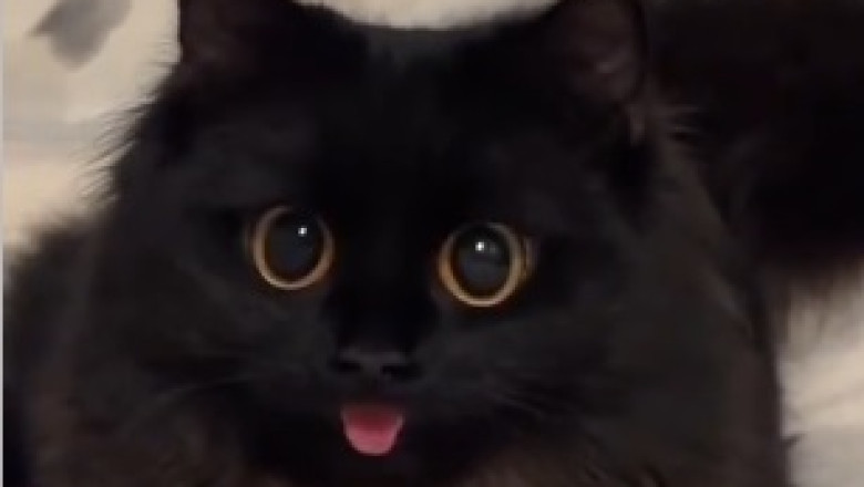 Mischief in Action: Adorable Kitten Becomes a Food Delivery Expert!