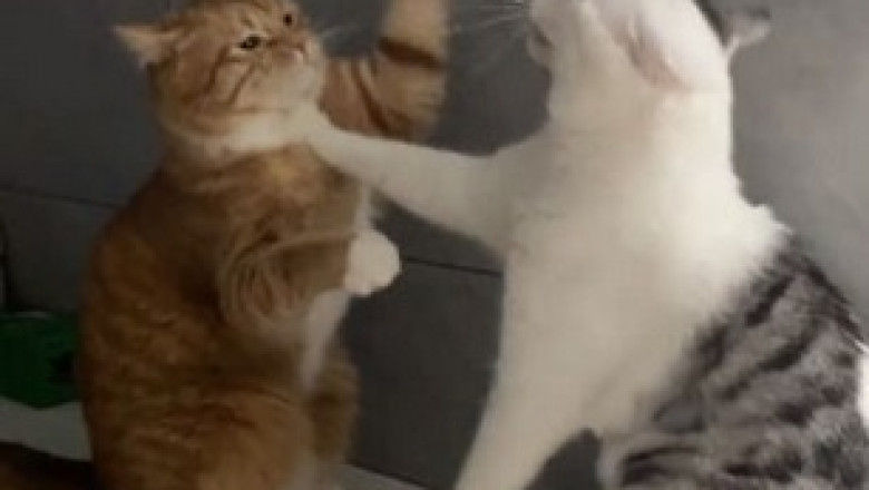 Roof-rific Feline Follies: The Hilarious Cat Duo's Adrenaline-Fueled Adventure on Top of a Car!