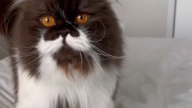 The Adorably Clumsy Cat: Hilarity Ensues!