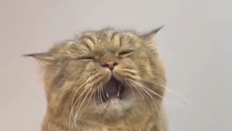 The Misadventures of a Melancholic Cat: A Hilarious Tale of a Comically Gloomy Feline!