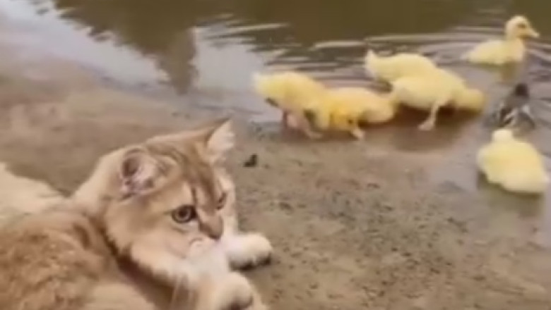 Unlikely BFF Alert: Hilarious Video Shows a Cat and a Duck Forming an Adorable Friendship!