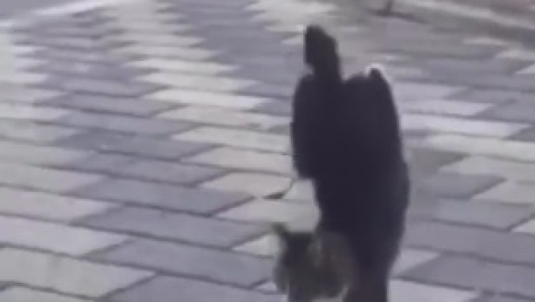 Cat-astrophe Alert: The Adventures of the Naughty Cat!