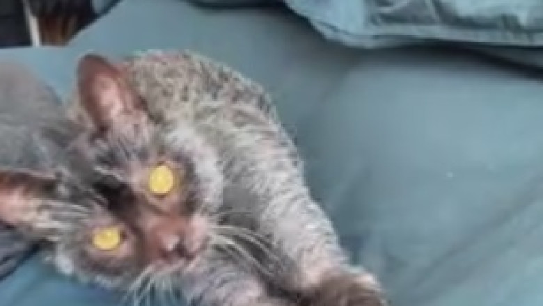 Cat's Serious Business: Watch the Hilarious Antics of a No-Nonsense Feline!