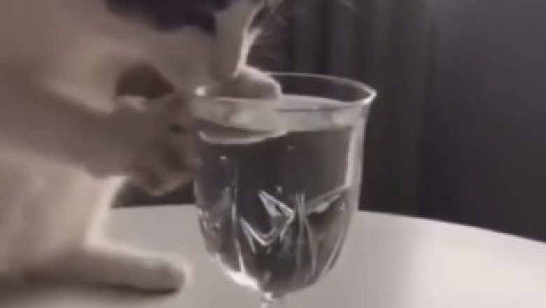 Feline Frenzy: Cat Comedy at Its Finest!