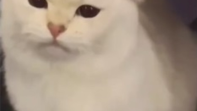 Hilarious Cat Falls Asleep in the Bathtub! 😹🛁