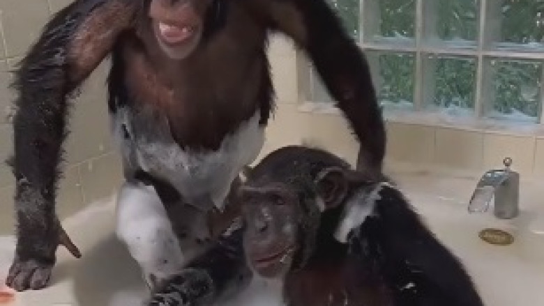 Hilarious Hygiene Alert: Monkey Goes Bananas with Cleaning Routine!