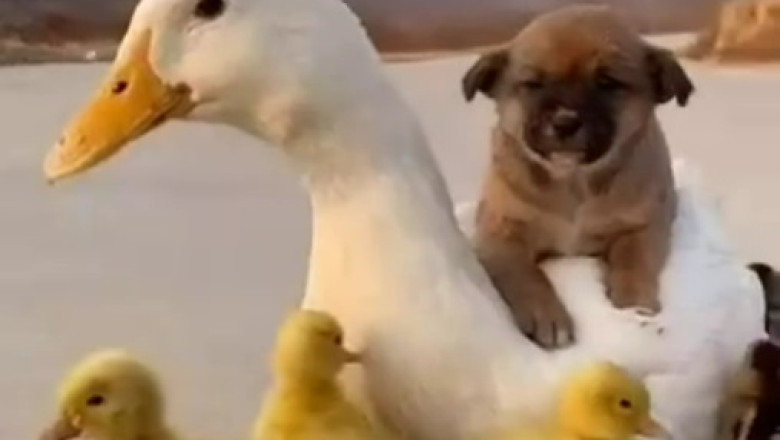 Laughing Duck Teases Hilarious Dog Fail: Prepare for Adorable Comedy Gold!