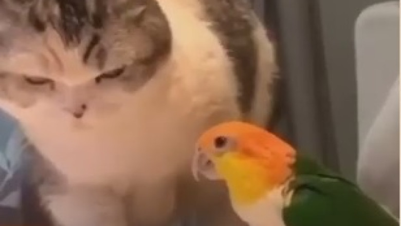 Parakeet Pranks: Two Feathered Friends Wreak Havoc on Cat's Beauty Sleep!