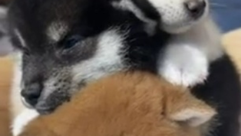Playtime Rebellion: This Feisty Pup Just Doesn't Want to Play!