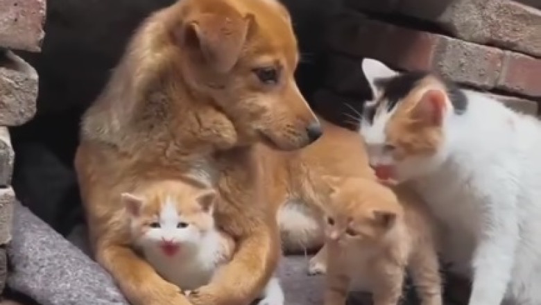 Purr-fectly Hilarious: Cat’s Pondering Shenanigans!