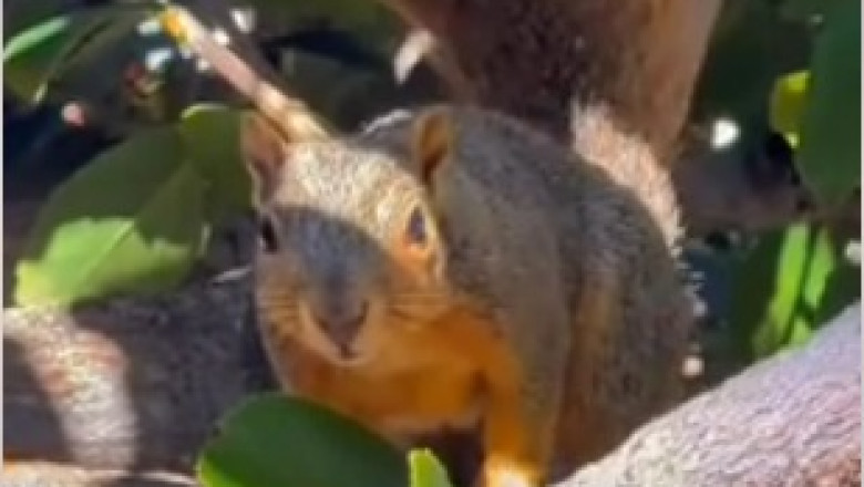 Squirrely Shenanigans: A Nutty Adventure in the Forest!