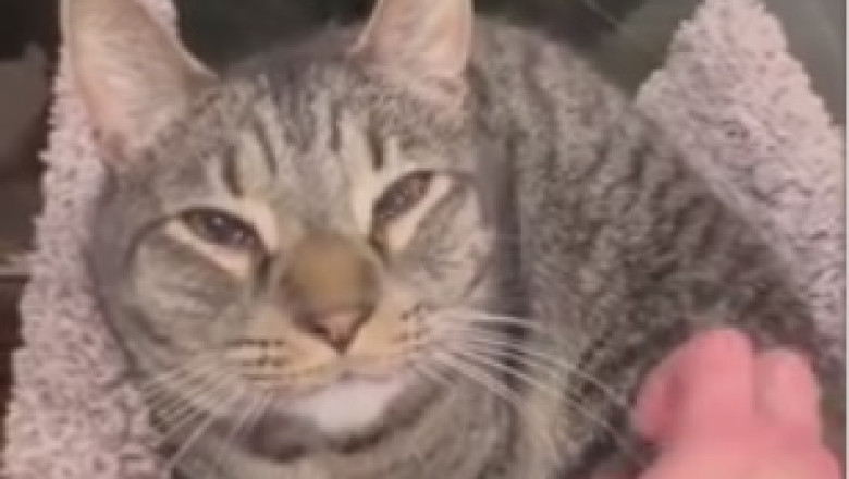 The Calm Cat Chronicles: Hilariously Zen Moments with a Feline Master of Relaxation!