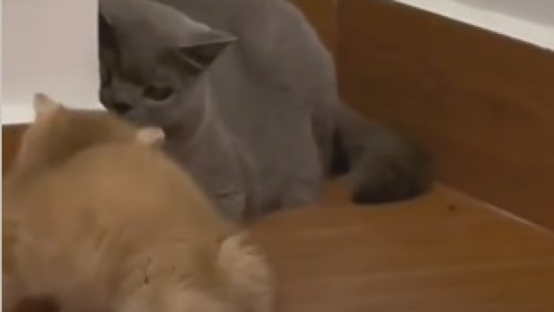 Purrfect Playtime: Hilarious Cat Chaos Unleashed as Two Feline Friends Go berserk with a Ball!