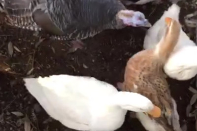 Feathered Fun: Turkey, Goose, Duck, and Chicken Face Off at the Judge's Table in Hilarious Showdown!