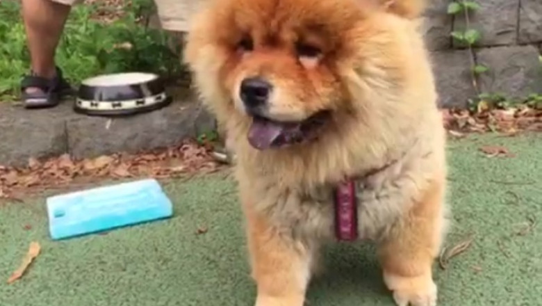 Hilarious Video: Unlikely Duo - Dog and Turtle Wooden Adventures that will Leave You in Stitches!