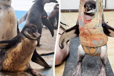 Flop the Penguin: A Heartwarming Journey of Survival and Rehabilitation