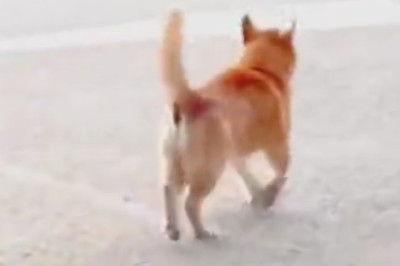These Dogs Walking Happily Will Make Your Day!