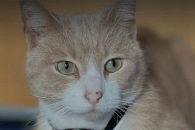 Meet Thomas: The Cat Who Captured the Heart of a City
