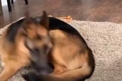 Barking Director: Shepherd Dog Prepares for Cowboy Movie Shoot!