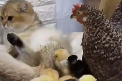 Feathered Friends Under Watch: Hen, Chicks, and the Curious Cat!