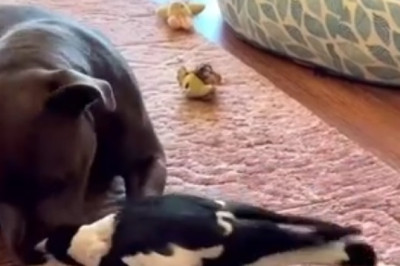 Feathered Tease: When a Crow Tries to Ruffle a Dog's Feathers!