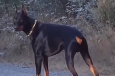 Howl Call: Doberman Pinscher Tries to Summon a Wolf!