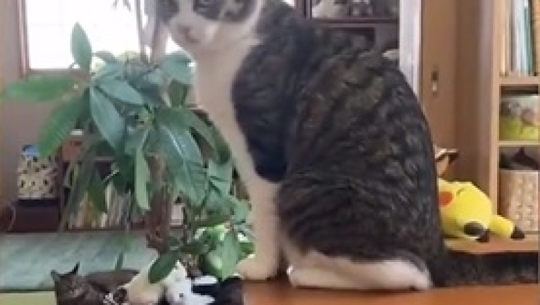 iPhone Snub: Cat’s Hilarious Disdain for the Latest Tech!