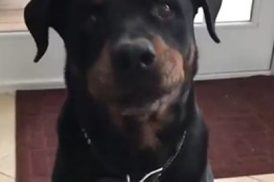 No Thanks! Rottweiler's Hilarious Cauliflower Rejection!