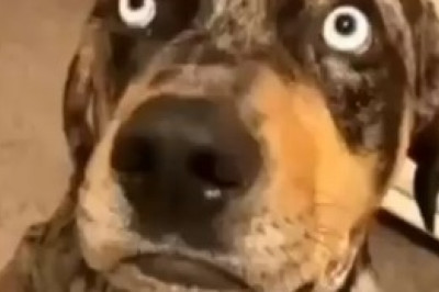 Watch Me Do It: Clever Dog Takes on the Task!