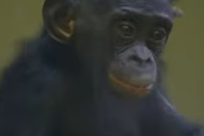 From Orphan to Empathy: The Incredible Journey of Bonobos in a Sanctuary
