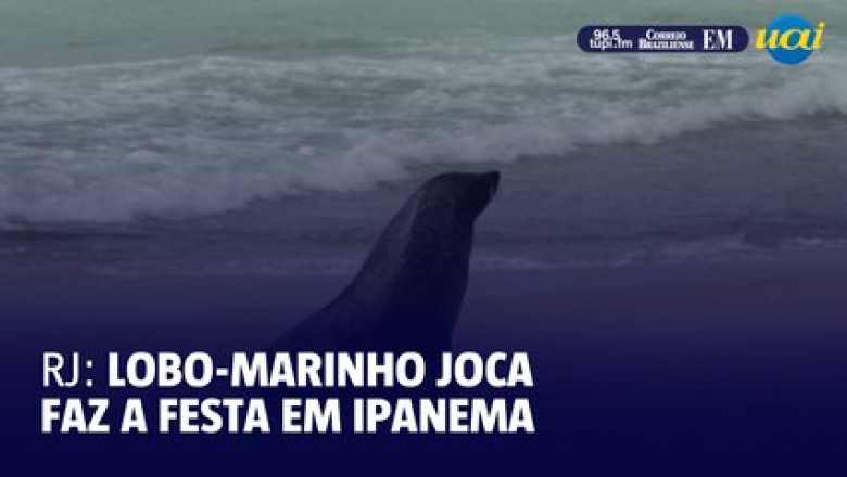 Joca the Sea Lion Steals the Show at Ipanema Beach!