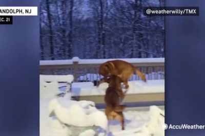 Pets vs. Snow: Epic Winter Fun for Dogs and Cats!