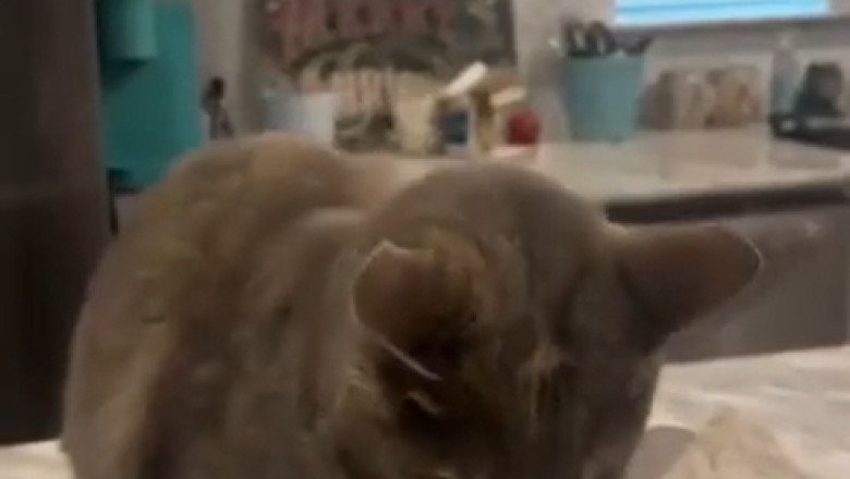 Cat in a Box: The Ultimate Package Surprise!