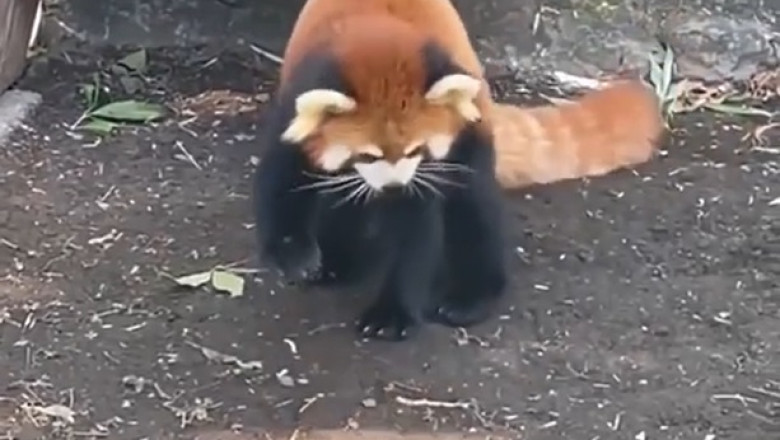 Adorable Red Panda Plays with Frog Outside the Water - Too Cute to Miss!