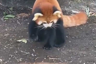 Adorable Red Panda Plays with Frog Outside the Water - Too Cute to Miss!