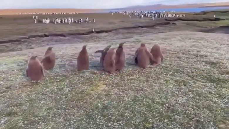 Penguin's Incredible Journey: Emerging from Ice to Explore Africa!