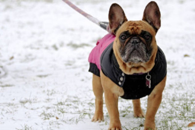 Top 10 Health Tips Every Dog Owner Should Know