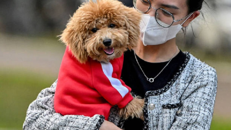 Understanding Your Pet’s Body Language: What Are They Really Saying