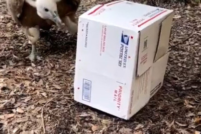 Box Battle: Vulture Takes on a Cardboard Challenge!