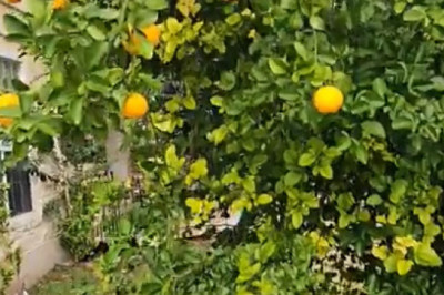 Orange Tree Acrobat: Watch This Dog's Impressive Jumping Skills!