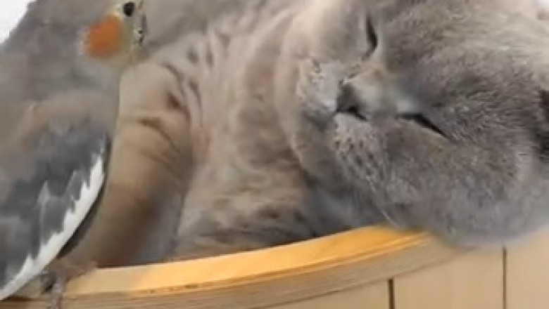 The Purrfect Duo: Hilarious Cat vs. Parrot Showdown!