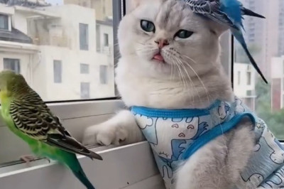 Ultimate Pet Showdown: Dog, Cat, and Parrot in a Hilarious Face-Off!