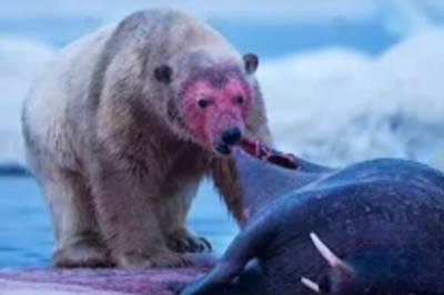 Fury of the Arctic: Why Polar Bears Are Fighting for Survival!