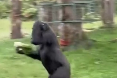 Gorilla Enjoys Rainy Day at the Zoo: Heartwarming and Playful Moment!